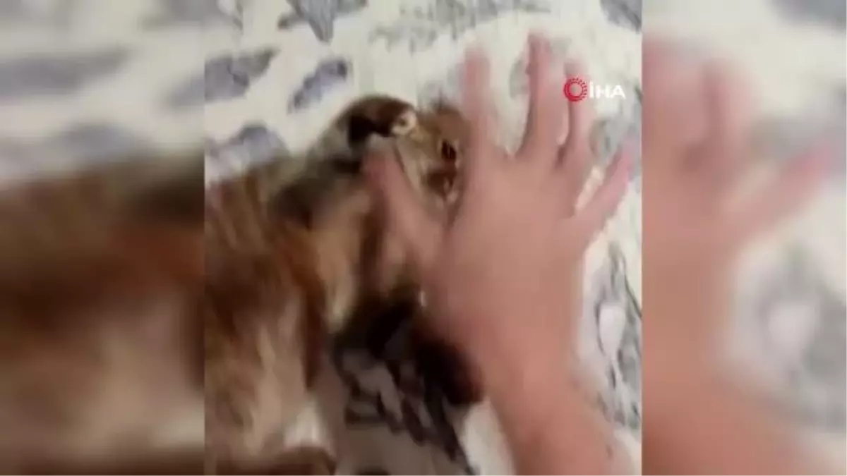 Kaybolan kedisini bulamayınca çareyi para ödülü vermekte buldu