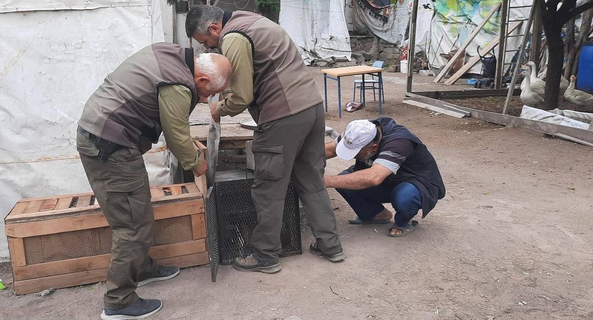 Kayseri\'de kümese giren tilki ekipler tarafından doğal yaşam alanına bırakıldı