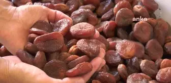 Malatya Ticaret Borsası Başkanı Ramazan Özcan: 'Hem Miktarı Korurken Hem de İhracat Gelirlerimizi Artırmayı Planlıyoruz'