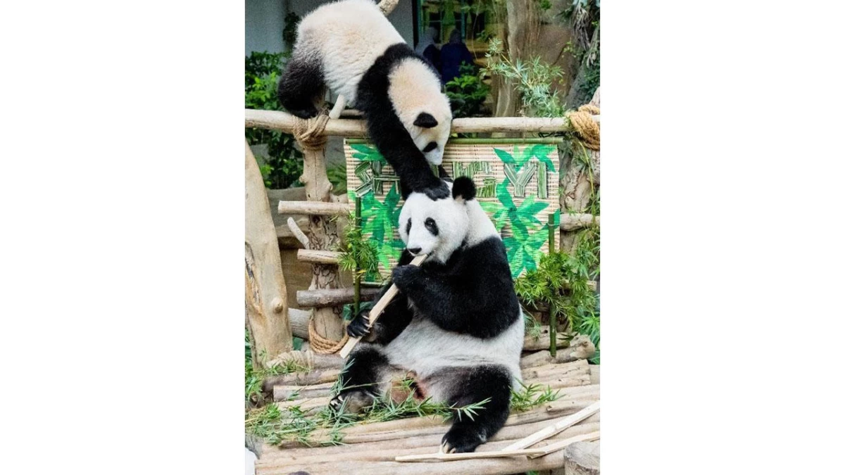 Malezya\'da Dünyaya Gelen Dev Panda Yavrusuna Sheng Yi Adı Verildi