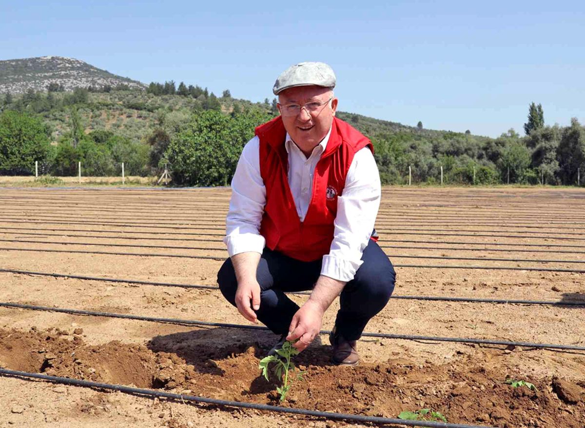 Menteşe'de 25 Bin yerli fidan toprakla buluştu