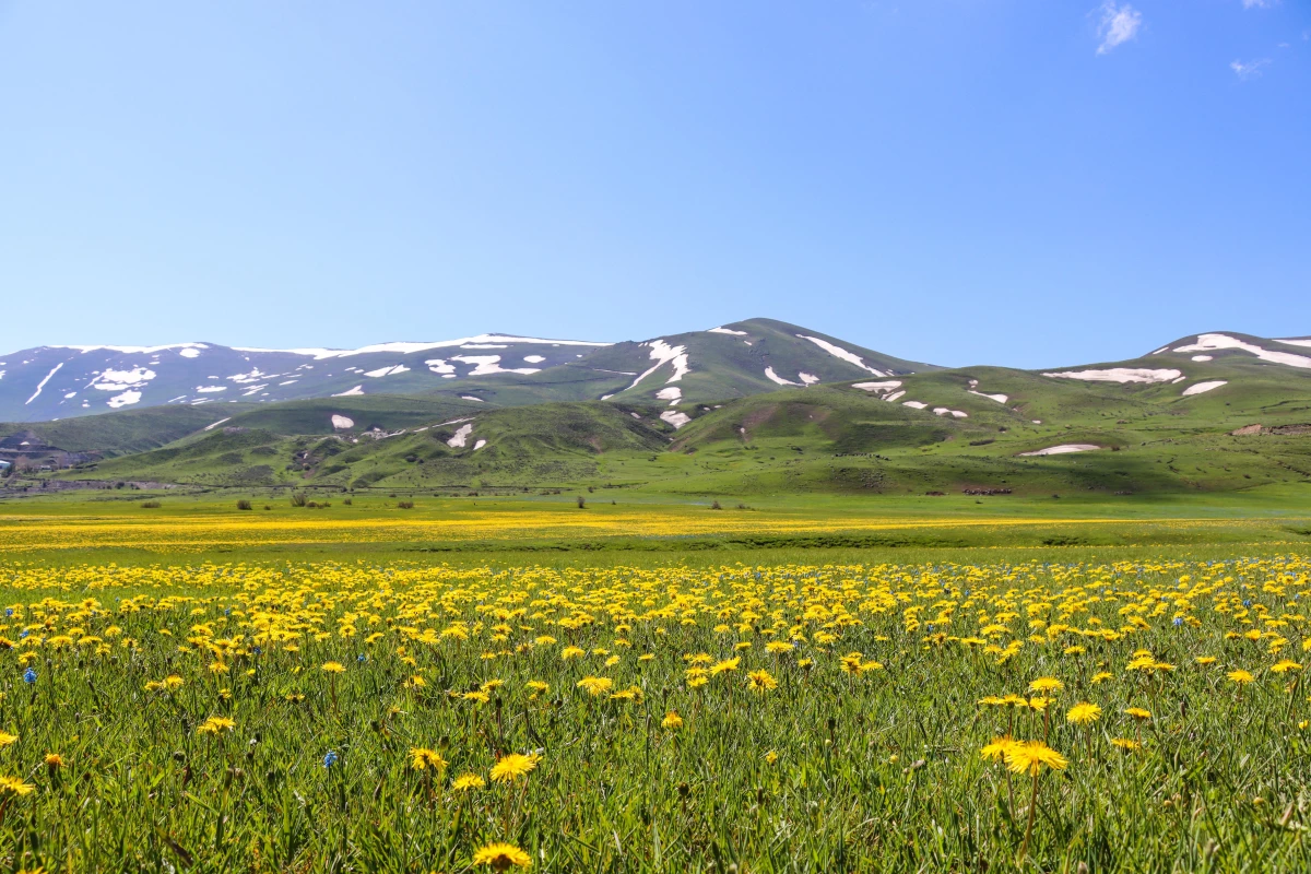 Sarı ve mor renkli çiçekler Erzurum ovalarını renklendirdi