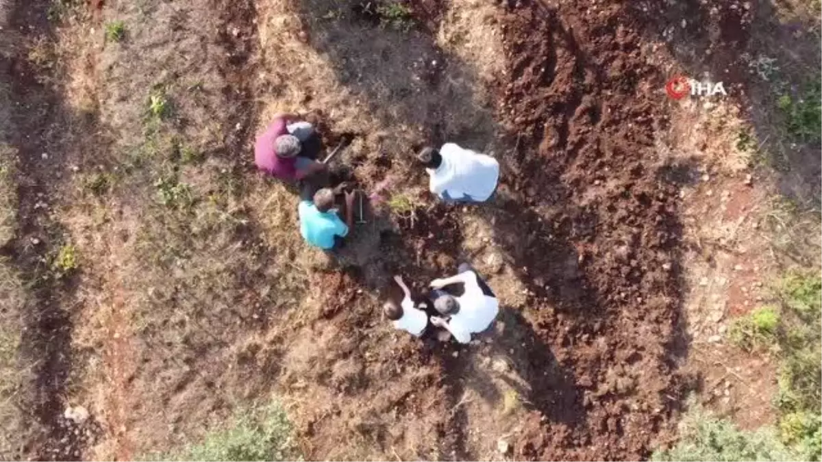 Tazesinin kilosu 300, tozu bin 800 TL.. Salep üretimine ilgi artıyor