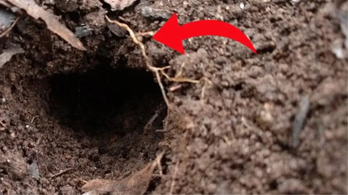 Türkiye\'de sadece bu ilde yaşıyor! Avını canlı canlı yutan çöl kobrası yuvasından çıktı