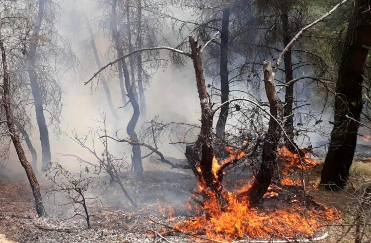 Uşak\'taki orman yangınında 1,5 dekar alan zarar gördü
