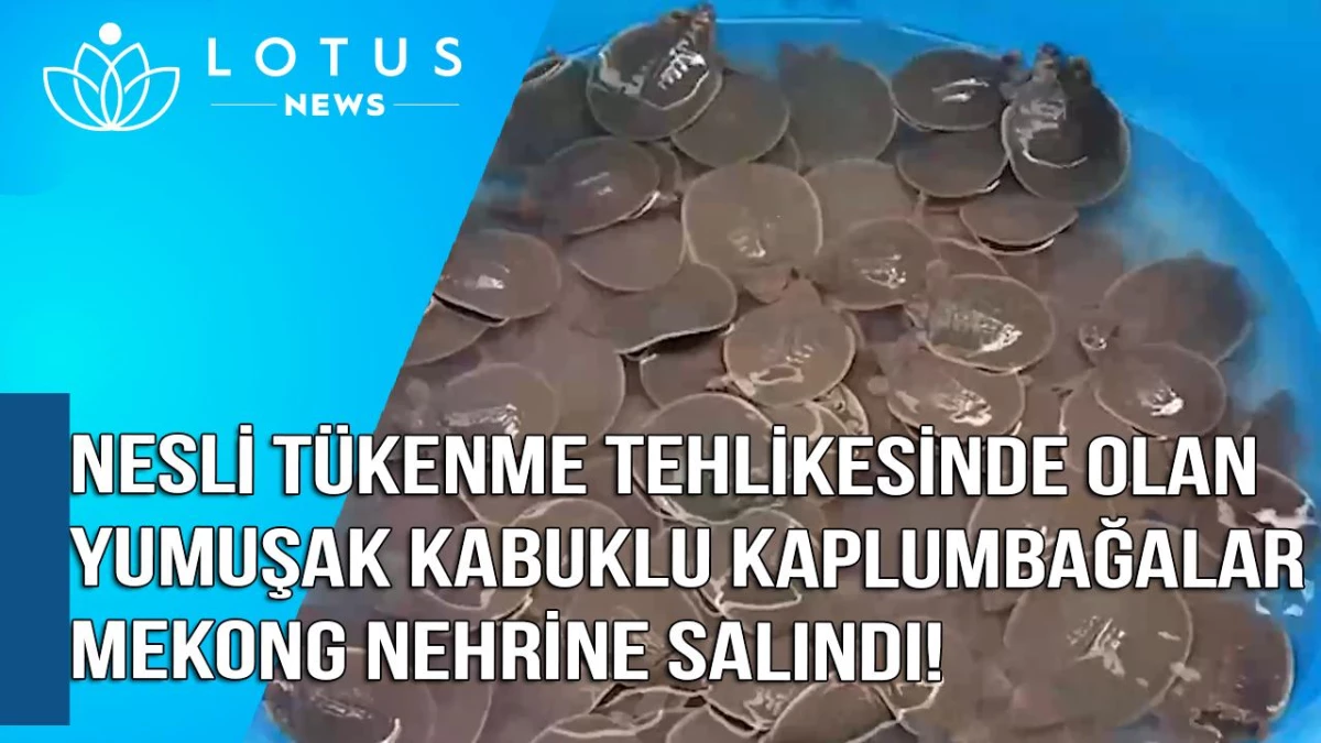 Video: Nesli Tehlike Altındaki 580 Dev Yumuşak Kabuklu Kaplumbağa Mekong Nehri\'ne Salındı