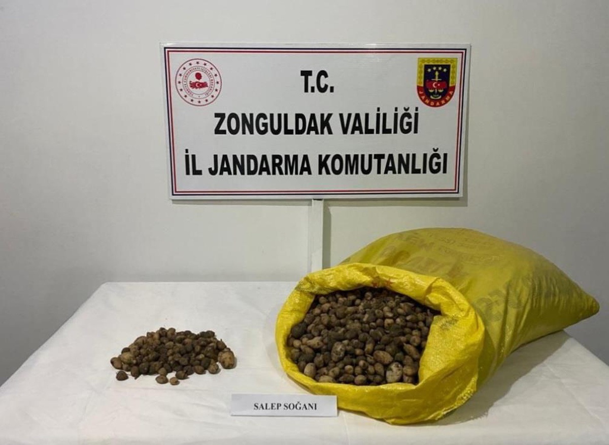 Zonguldak\'ta salep soğanı toplayan 2 kişiye 218 bin lira ceza