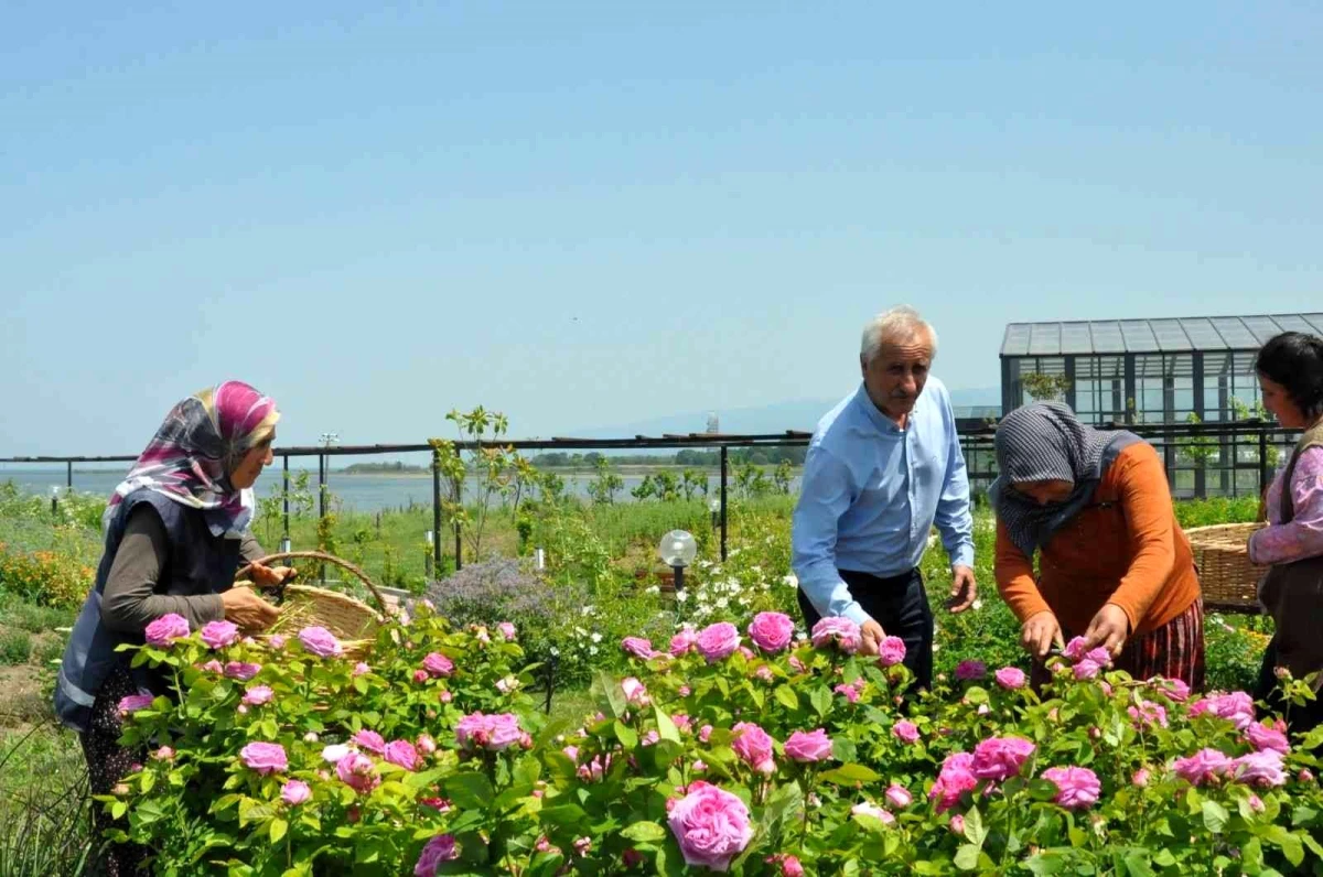 Altınova Belediyesi Tıbbi Aromatik Bitkiler Bahçesi\'nde hasat zamanı