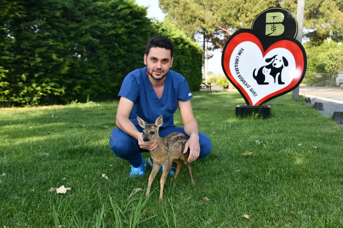 BALIKESİR\'DE AYAĞI KIRIK KARACA TEDAVİ EDİLDİ