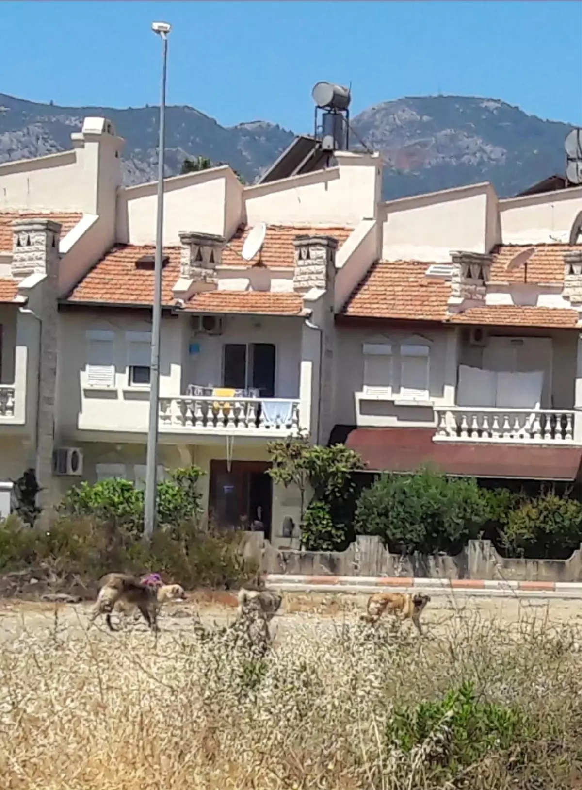 Bozyazı'da sokak köpekleri tehlike saçıyor