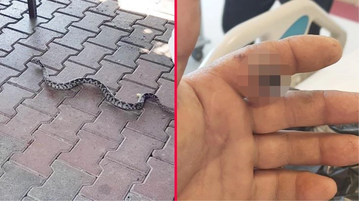 Parmağını yılan ısıran adam, canlı yılanı poşete koyarak hastaneye koştu
