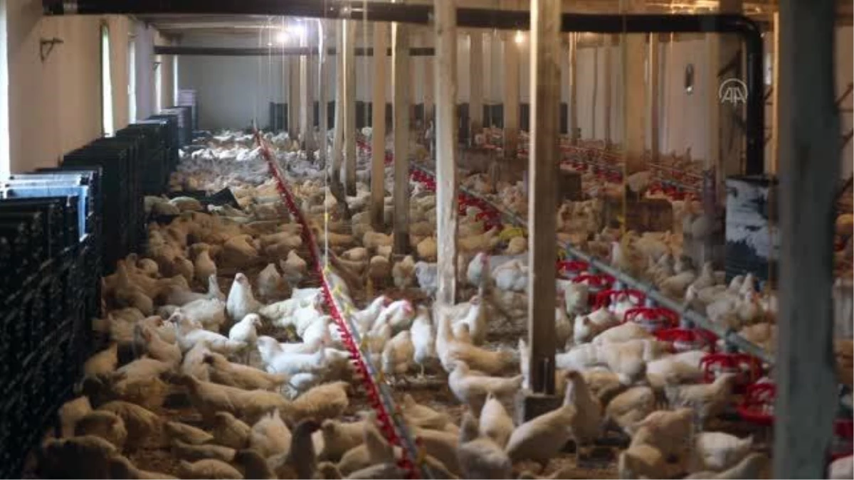 Bursa\'daki meslek lisesinin çiftliğinde üretilen yumurtalar öğrencilere harçlık oluyor