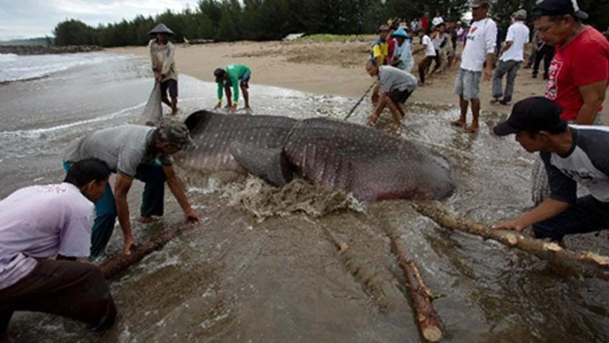 Endonezya\'da Kıyıya Vuran Baıina Köpekbalığı Kurtarılamadı