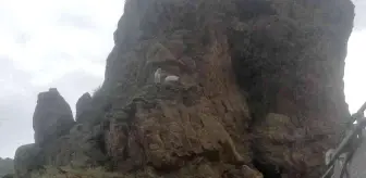 Kayalıklarda mahsur kalan keçiler itfaiye ekipleri tarafından kurtarıldı