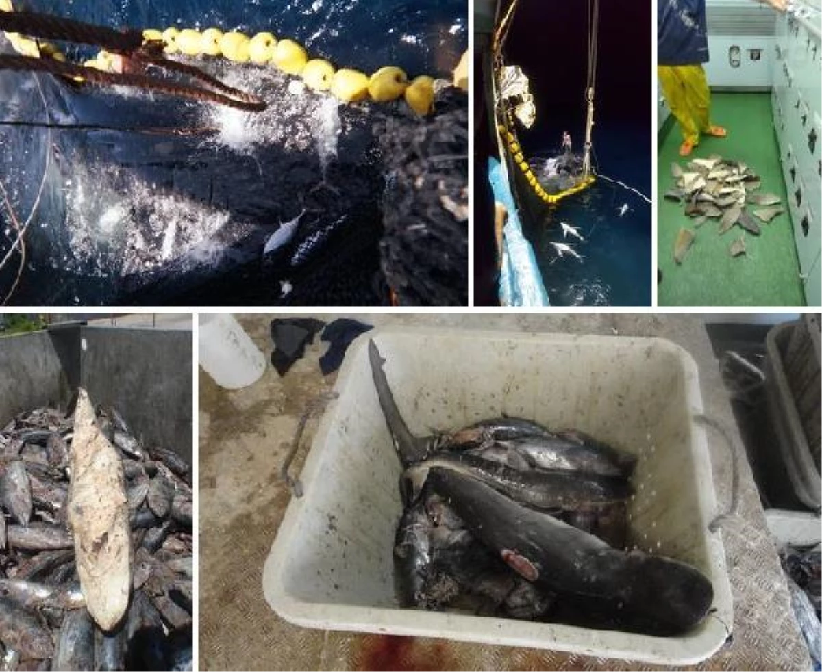 Pasifik\'te yıllarca balıkçı gemilerinde köpekbalığı yüzgeci tespit edildi, soruşturma dün açıldı
