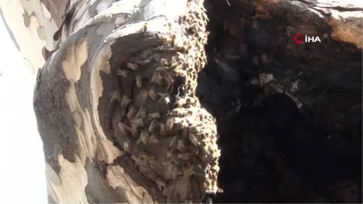 Pendik\'te şaşırtan görüntü: arılar ağaç kovuğuna yuva yaptı