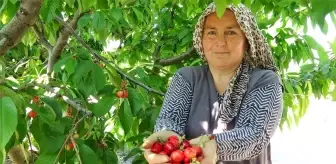 Tokat'ta turfanda kiraz hasadı başladı