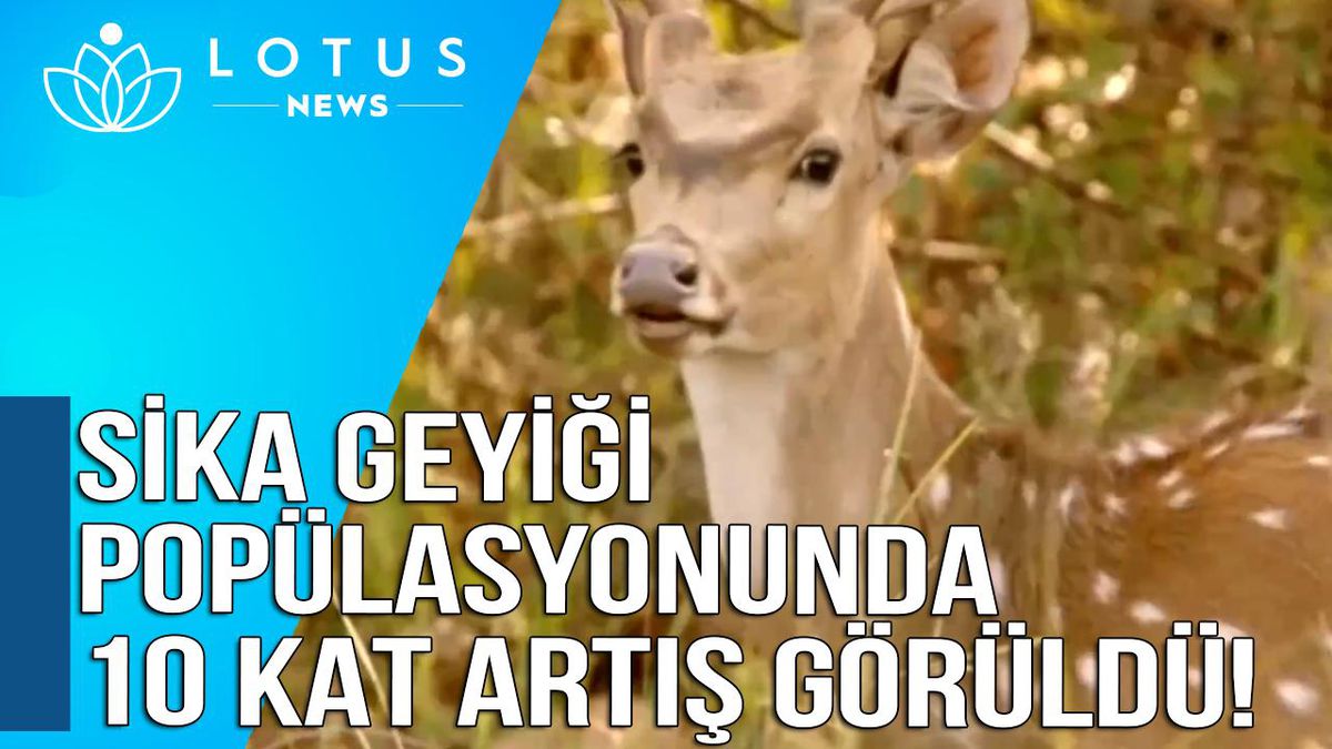 Video: Çin\'in Doğusundaki Doğa Koruma Alanında Nesli Tükenmekte Olan Sika Geyiği Popülasyonunda On Kat Artış Görüldü