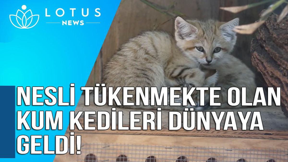 Video: İsrail\'in Ramat Gan Kentinde Nesli Tükenme Tehlikesi Altında Olan Kum Kedileri Dünyaya Geldi
