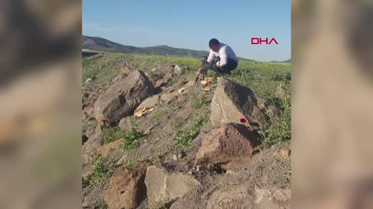 YAVRU TİLKİYİ 25 GÜN BESLEYİP, DOĞAYA BIRAKTI