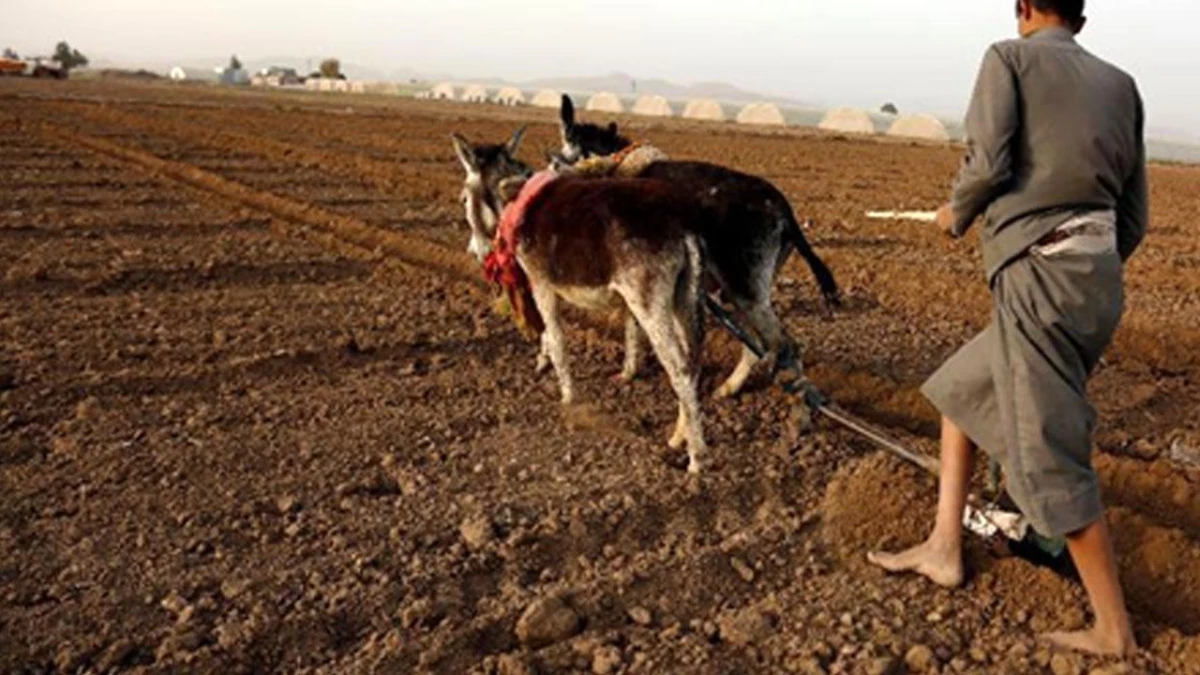Yemen\'de Eşeklerle Tarla Süren Çiftçi