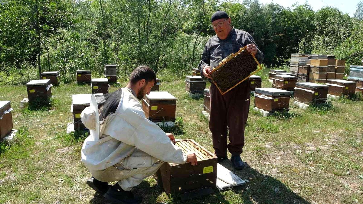 Arıcıların besleme için şeker talebi