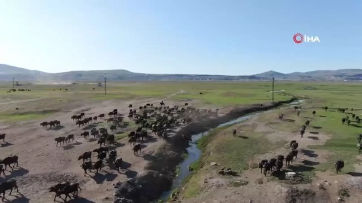 Burası Afrika değil Kayseri... Mandaların yolculuğu görenleri hayran bırakıyor