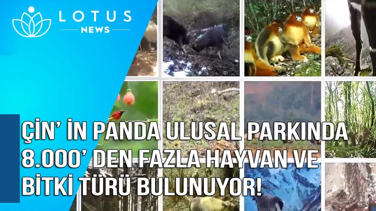 Çin\'in Panda Ulusal Parkında 8.000\'den Fazla Hayvan ve Bitki Türü Bulunuyor