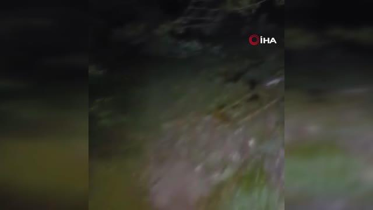 Elazığ\'da ayılar arı kovanlarını parçaladı
