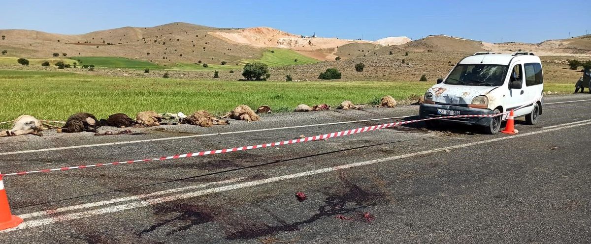 Elazığ\'da hafif ticari araç sürüye çarptı, 16 koyun telef oldu