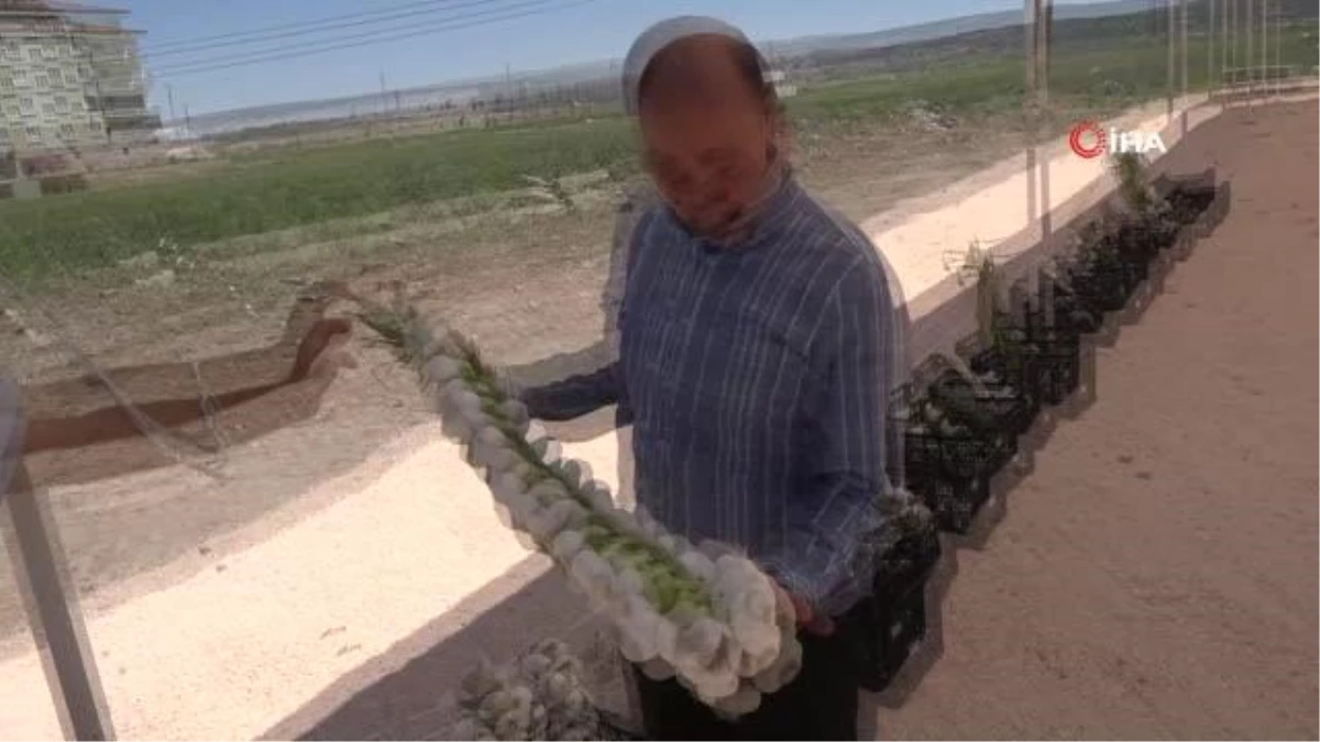 En güzel sarımsak yetiştiren 3 kişi ile en güzel frik pilavı yapan 3 kişi altın kazandı