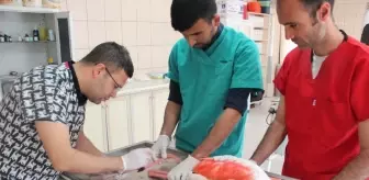 Kırşehir Belediyesi Veteriner İşleri Müdürlüğü, Yaralı Flamingoyu Tedavi Etti
