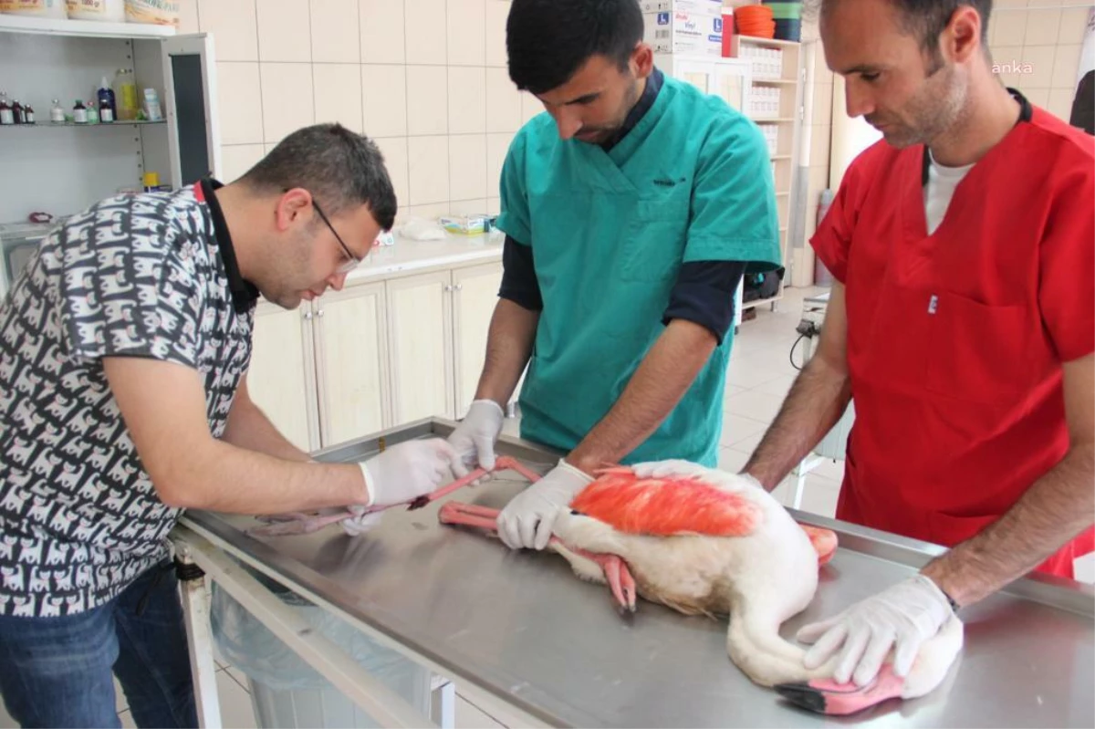 Kırşehir Belediyesi Veteriner İşleri Müdürlüğü, Yaralı Flamingoyu Tedavi Etti