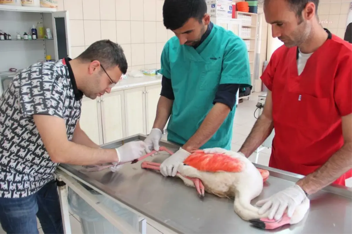 Kırşehir Belediyesi Veteriner İşleri Müdürlüğü, Yaralı Flamingoyu Tedavi Etti