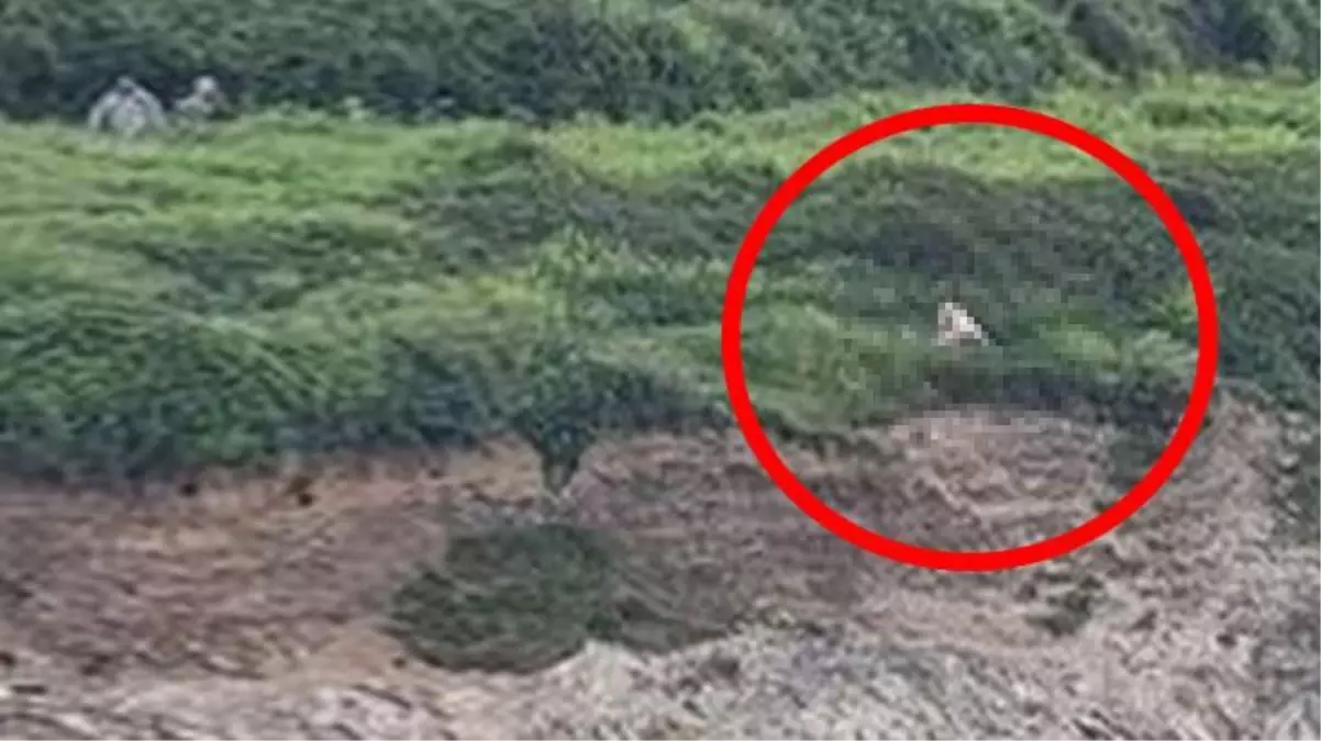 Uçurumun kenarında cinsel ilişkiye giren 70 yaşındaki çift, restorandakilerin kadrajına girdi