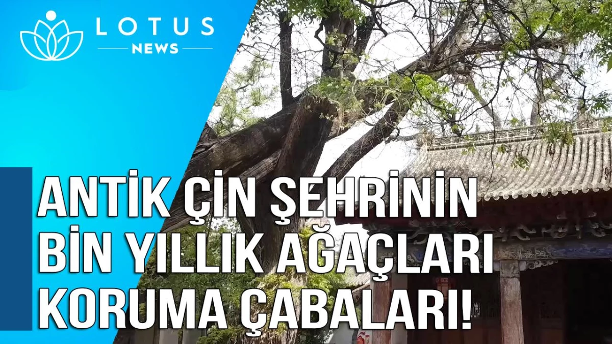 Video: Antik Çin Şehrinin Bin Yıllık Ağaçları Koruma Çabaları