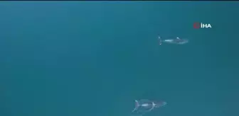 Yunuslar görsel şölen oluşturdu