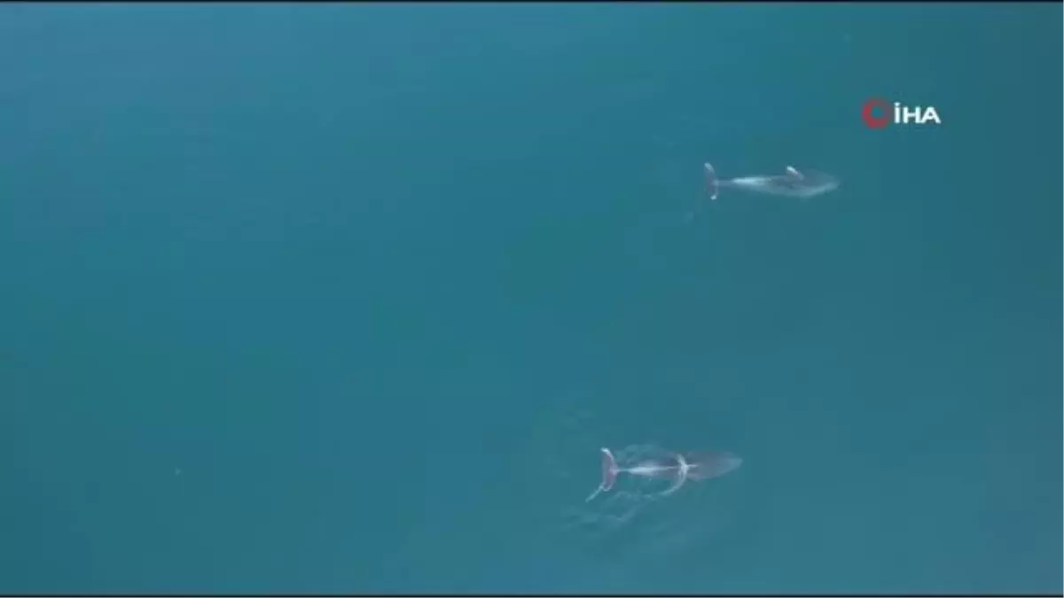 Yunuslar görsel şölen oluşturdu