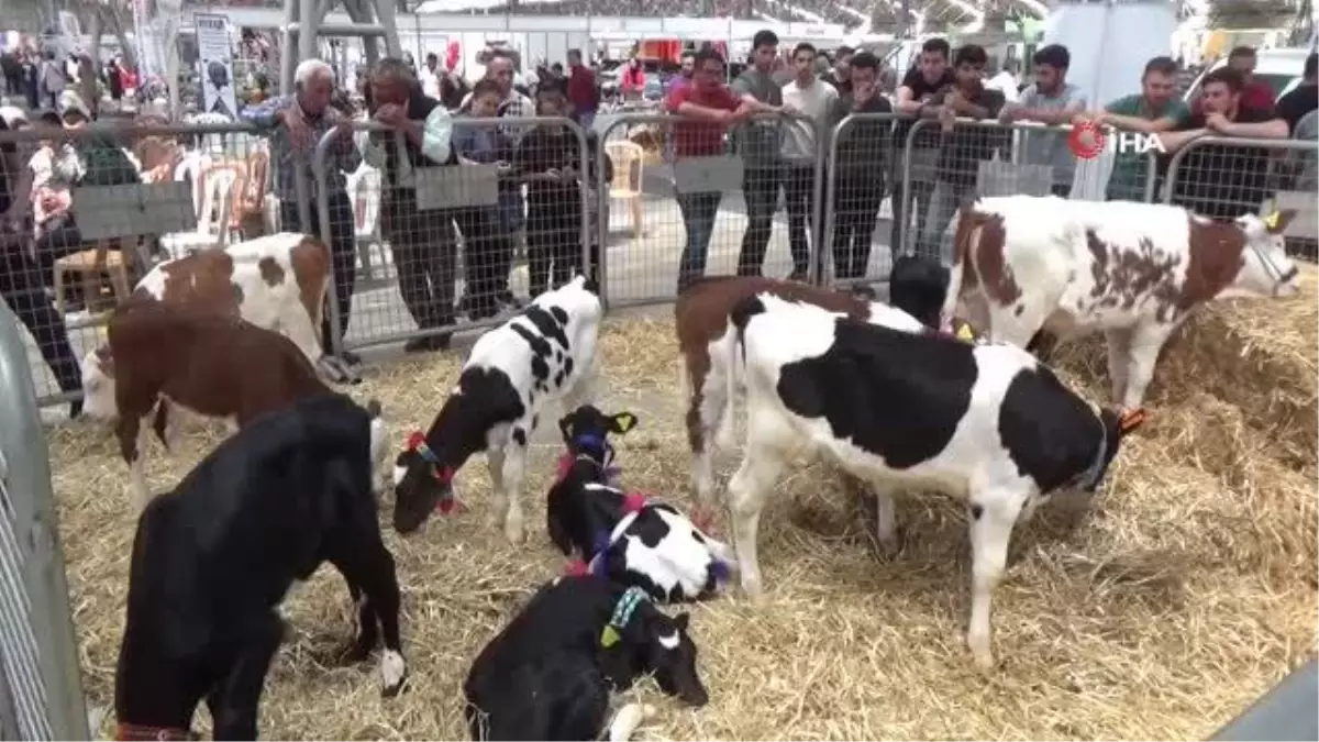 Aksaray\'da kuzu ve buzağılar güzellikte yarıştı