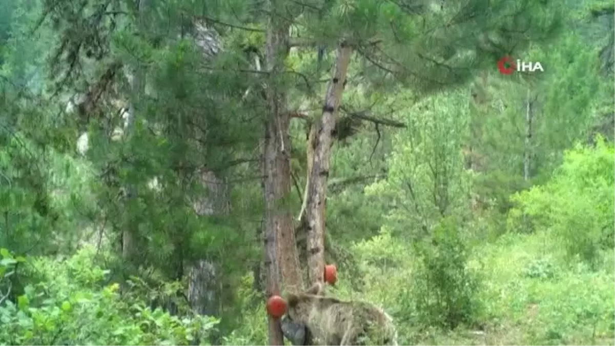 Belgeselleri aratmayan görüntüler... Çorum\'da yaban hayatı fotokapanlara böyle yansıdı