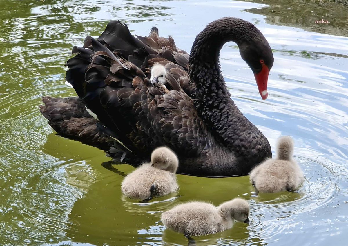 Çankaya\'nın Bebek Kuğuları Suyla Buluştu
