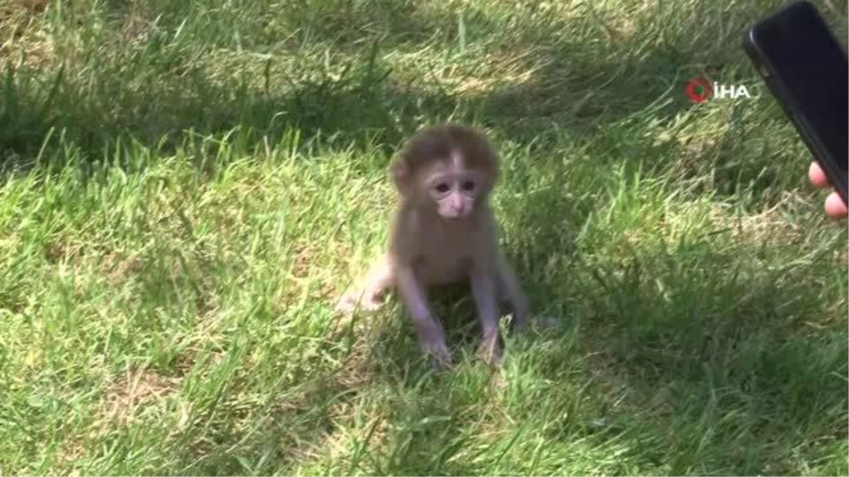 Çekmeköy\'de utangaç yavru maymun hayvanat bahçesinin maskotu oldu
