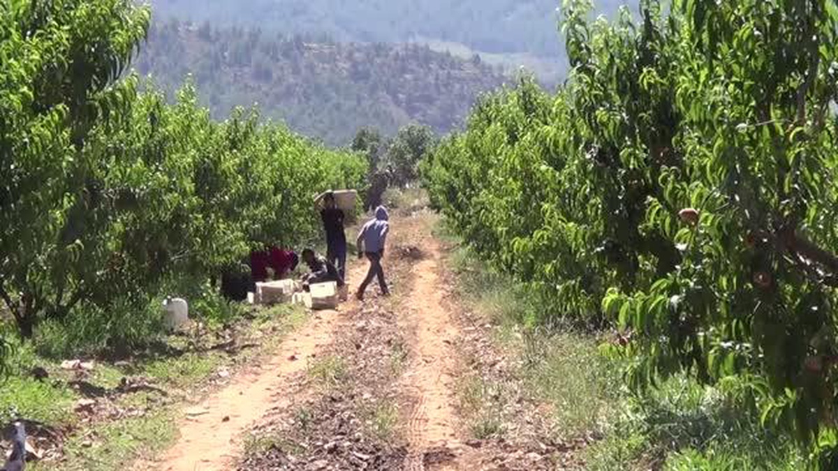 GAZİANTEP - Şeftali hasadı başladı