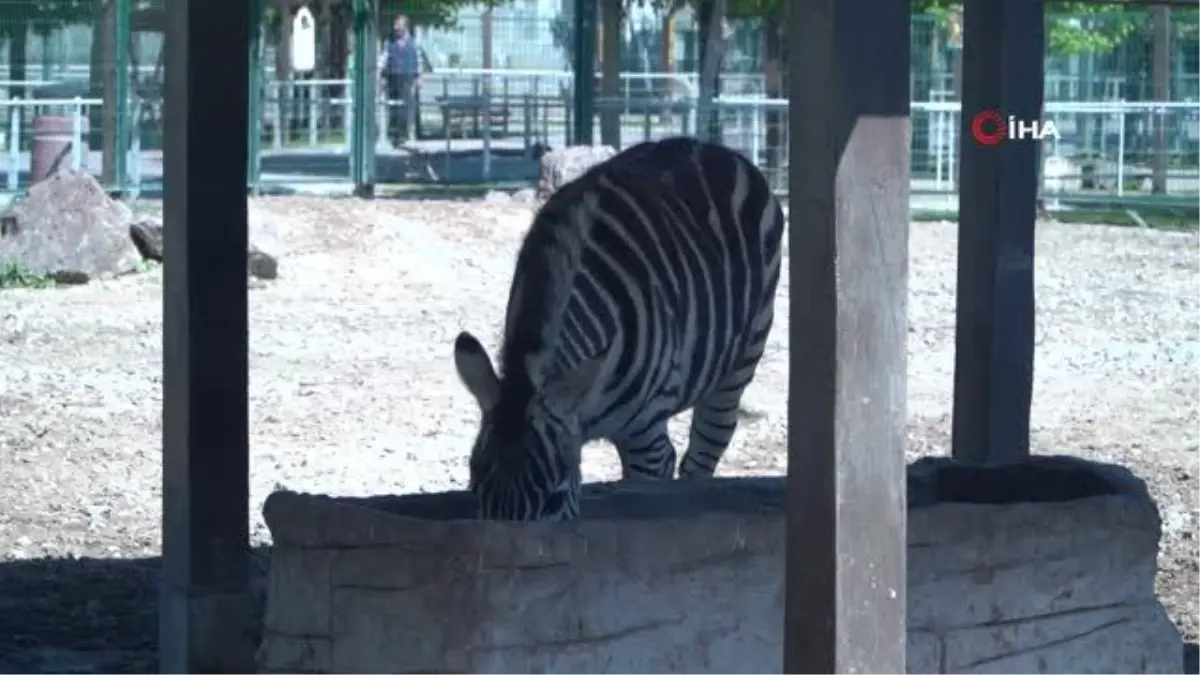 Hayvanat bahçesinde yeni doğan zebra ilgi odağı oldu