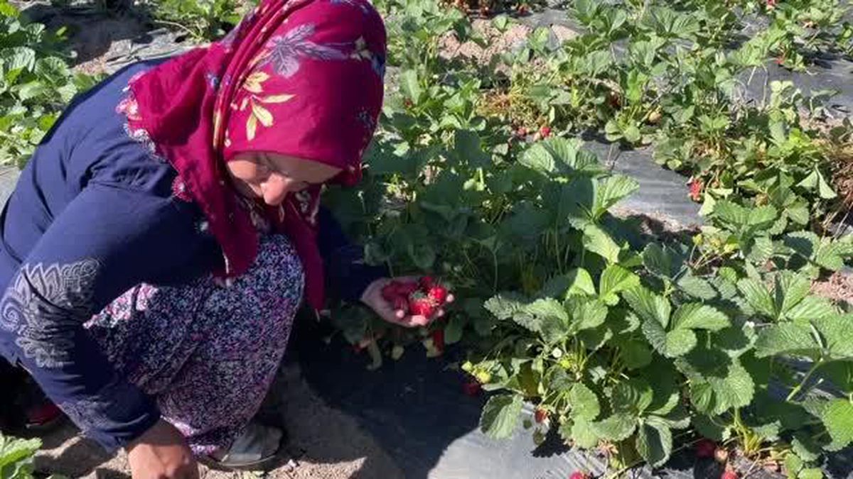 Kooperatifleşerek çilek yetiştiren kadınların hedefi yurt dışına açılmak