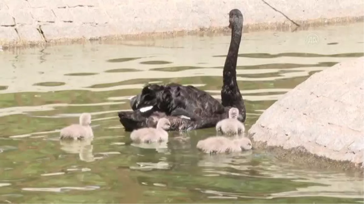 Kuğulupark\'ın "çirkin ördek yavruları" suyla tanıştı