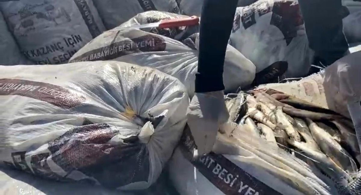 Muradiye\'de 2.5 ton kaçak avlanmış inci kefali ele geçirildi