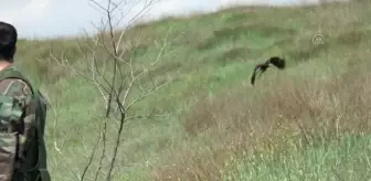 Şahincilik, Kuzey Makedonyalı Kitanovski için bir yaşam biçimi