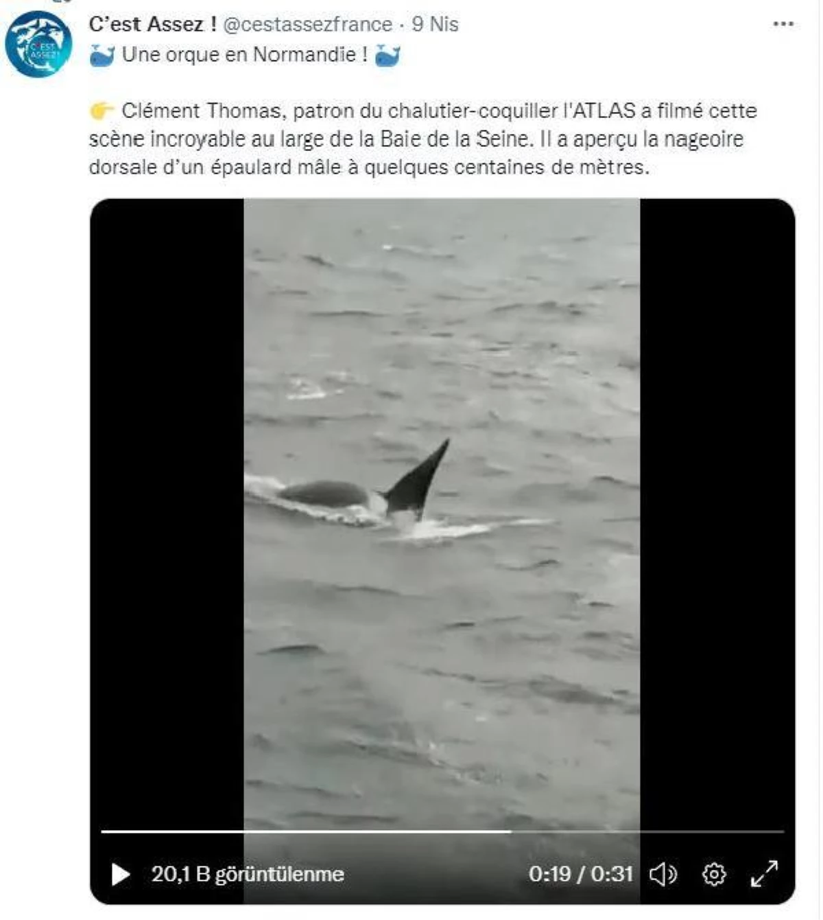 Seine Nehri\'nde mahsur kalan katil balina için hoparlörlü drone\'dan balina sesi yayılacak