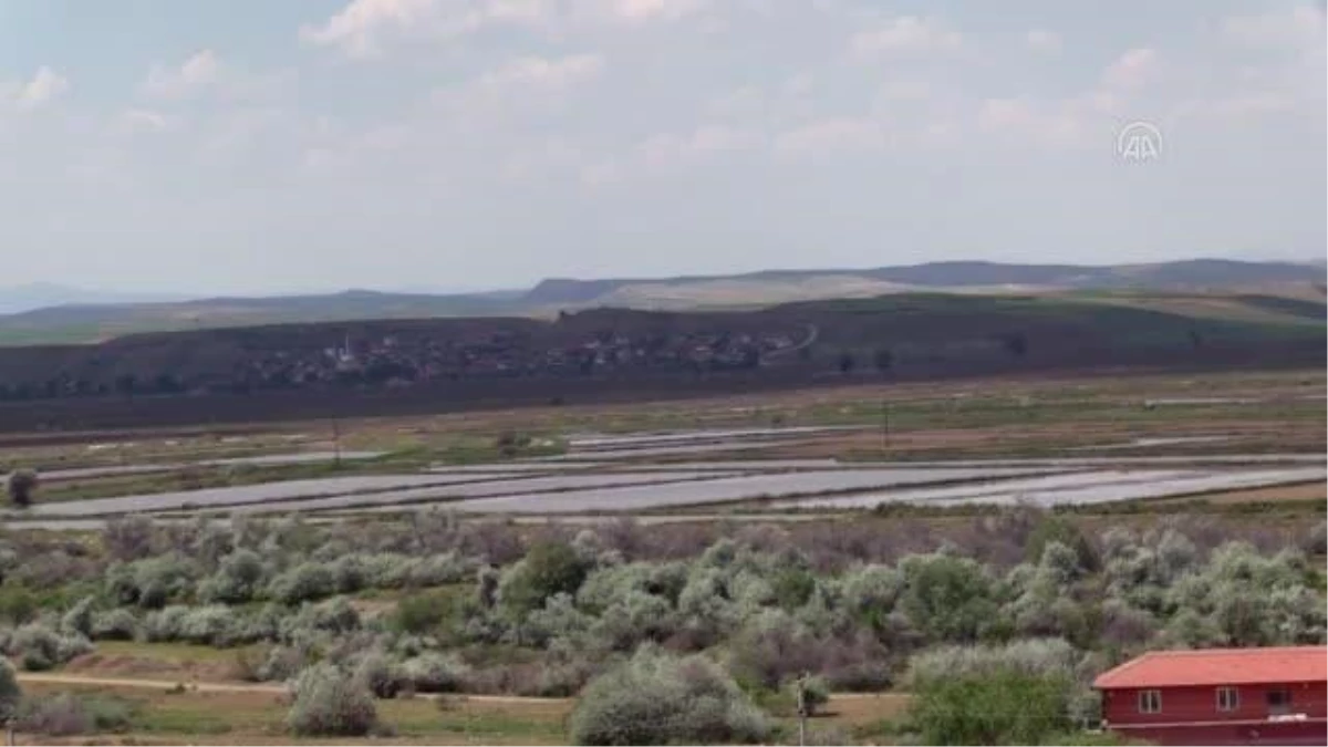 Yarasaların biyolojik mücadelede kullanılabilmesi için araştırma başlatıldı